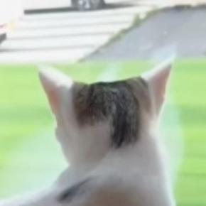 大好きなママが帰ってきたことに気づいた猫…あまりにも尊い『お出迎えの様子』が117万再生「テンションの上がり具合が凄いw」「犬みたい」