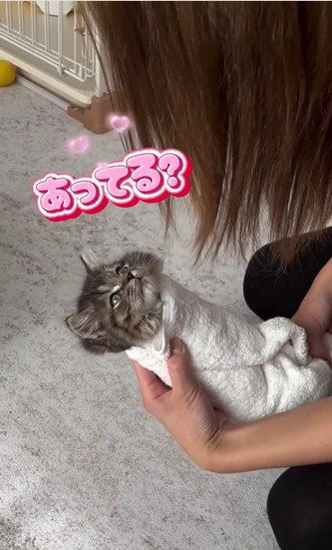 タオルで巻かれている子猫