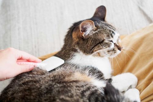 ブラッシングしてもらう猫