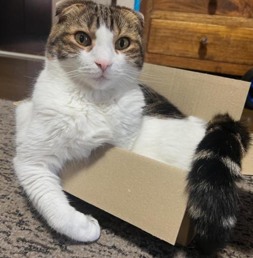 箱に入る猫