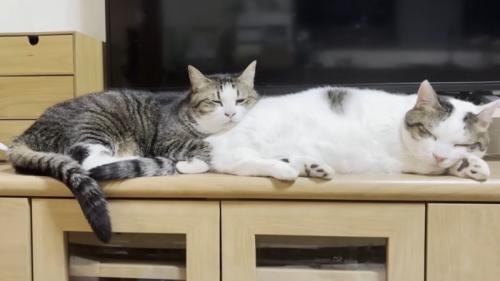 前で寝ている猫のお尻に頭を乗せて寝る猫
