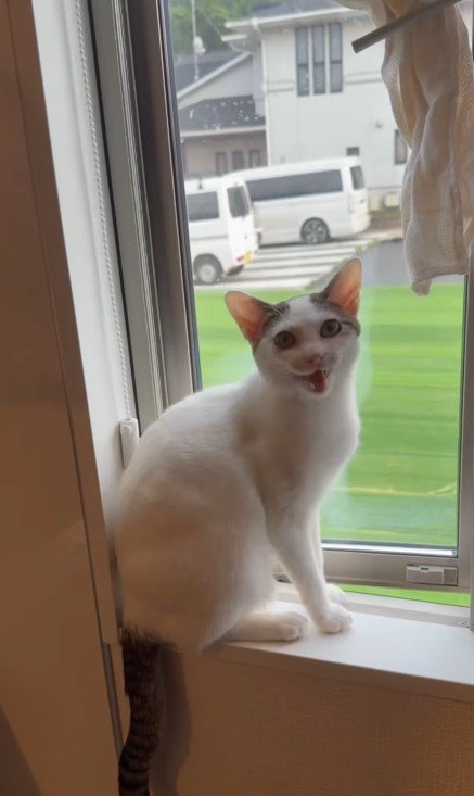 窓際にいる猫