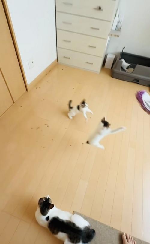 モップを追い掛ける2匹の子猫とトイレ中の子猫と見守る母猫