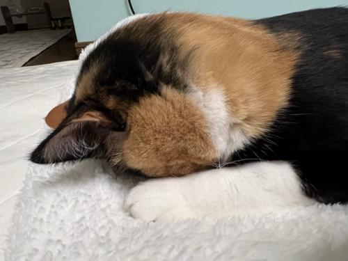 ごめん寝する猫