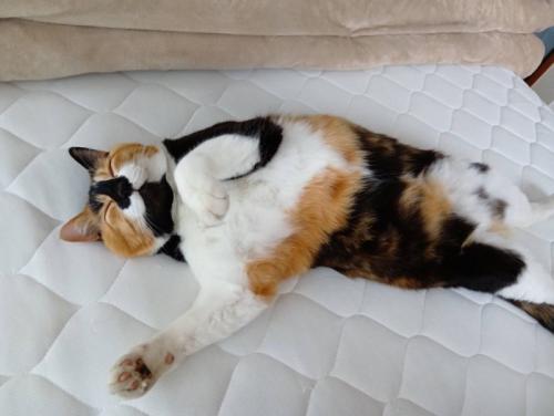 眠る猫