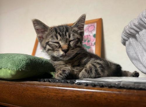 目をつむって寝そべる子猫
