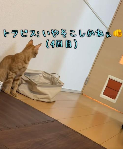 驚いている猫