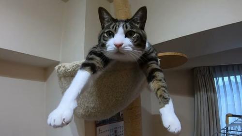 ハンモックの上で両手を伸ばして腹ばいでくつろぐ猫