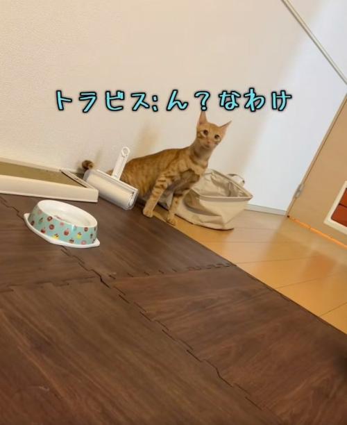 驚いている猫