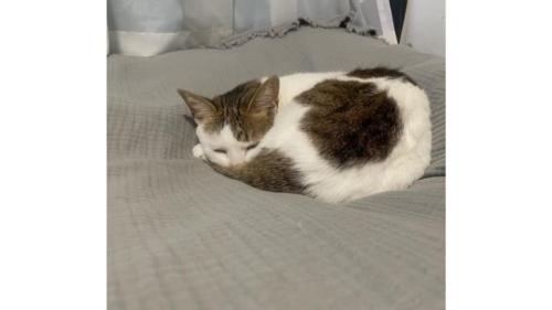 ベッドで寝ている猫