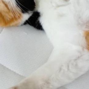 仰向けの状態で『熟睡していた三毛猫』→顔を見たら……思わず笑みがこぼれる『尊い光景』に「幸せそう」「かわいいw」とSNSで反響