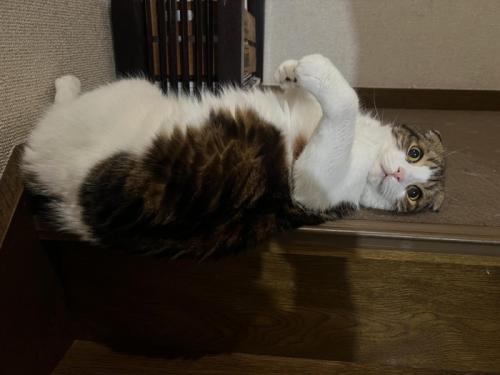 仰向けの猫