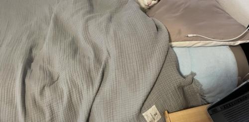 ベッドで寝ている猫