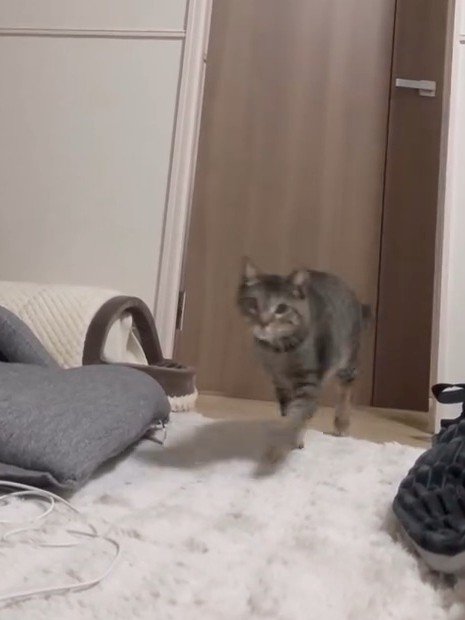 ドアから入って来る猫