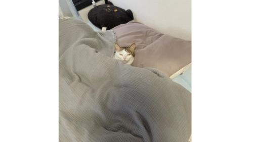 ベッドで寝ている猫