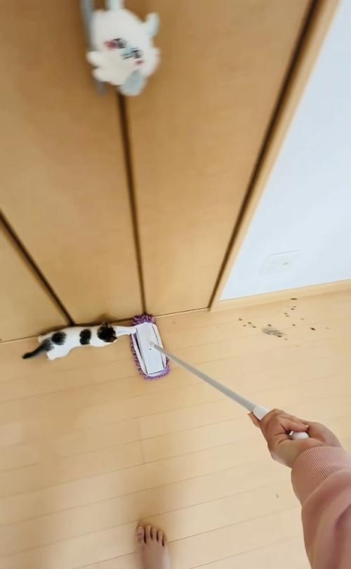 モップに掴まる子猫