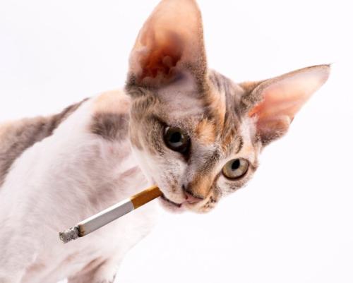 タバコを食べる猫