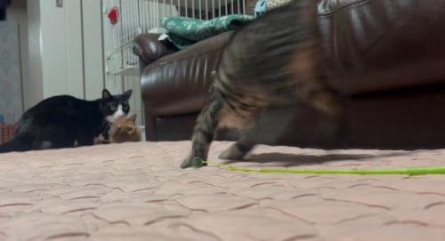部屋の中を駆ける子猫を見つめる2頭の猫