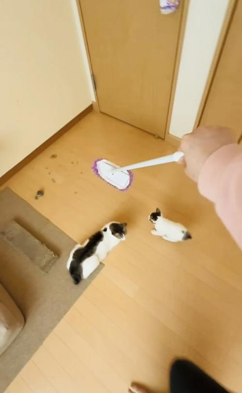 モップを追い掛ける子猫と見守る母猫