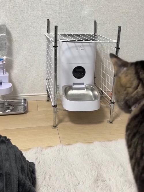 自動給餌器を見る猫の後ろ姿