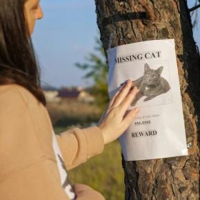 行方不明の愛猫がやっと戻ってきた…その3週間後、もう1匹同じ猫が現れた⁉ 飼い主さんの「びっくり体験」にネット民ざわつく