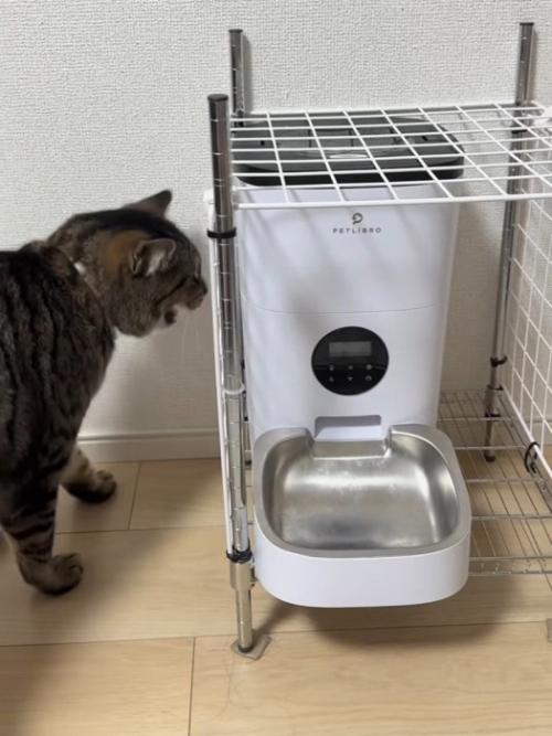 自動給餌器に向かって鳴く猫