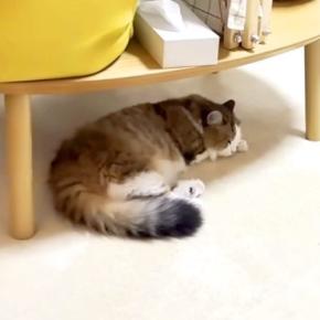 テーブルの下で眠る猫→ふと横を見てみると、もう1匹が…思わずほっこりする『仲良しな光景』に「かわいいのオンパレード」「癒される」の声