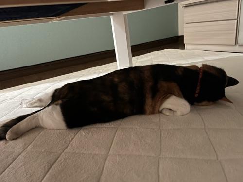だらだらする猫