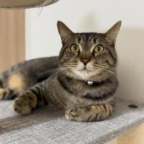 キャットタワーで寝そべる猫