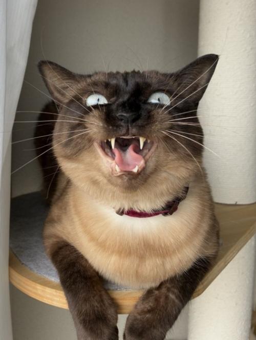 歯をむき出しにして怒る猫