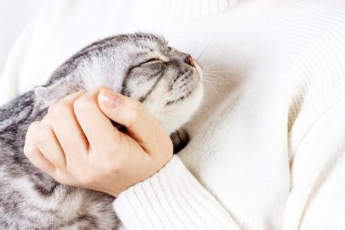 抱っこされて嬉しそうな猫
