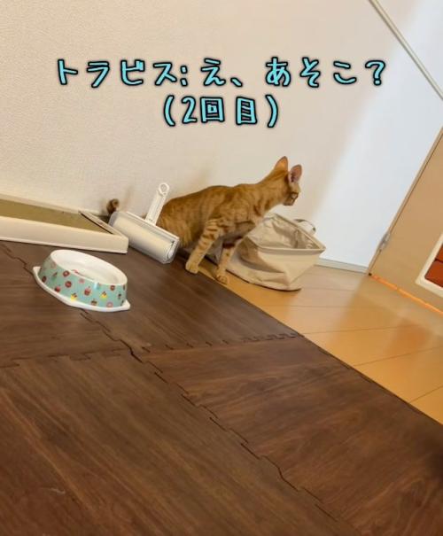 驚いている猫