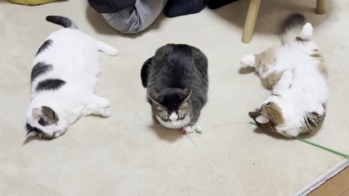 等間隔に並んでいる3匹の猫（上から見た写真）