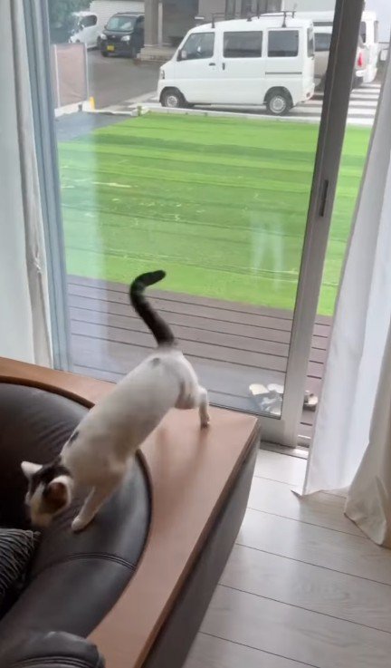 走る猫
