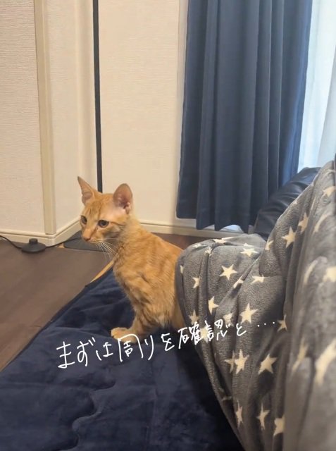 こたつから出て来た猫