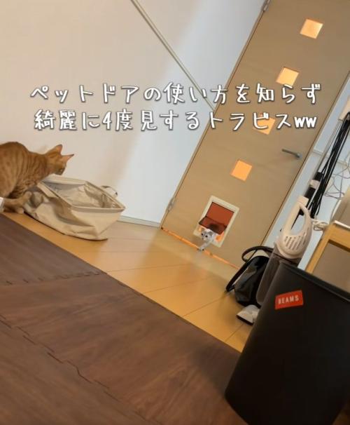 ペットドアを見ている猫と通り抜けようとしている猫