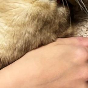 『抱っこが苦手な猫』を抱っこしてみると……可愛すぎる『まさかの表情』に笑ってしまう人が続出「人形みたいw」「目が笑ってないw」