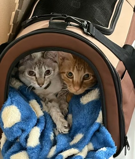 ペットキャリーを寝床にしている二匹の猫