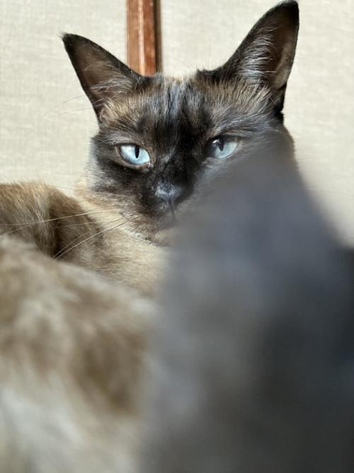 しっぽで撮影の邪魔をする猫