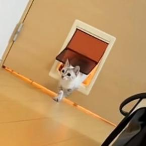 ペットドアの『使い方を知らない猫』→同居猫が通り抜ける瞬間を見た結果…まさかの反応に「ずっと見ていられるw」「顔がかわいい」と反響
