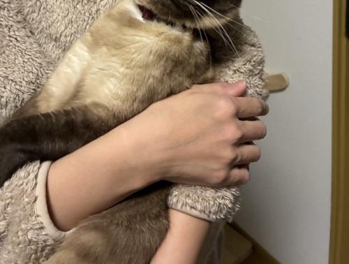 飼い主に抱っこされる猫