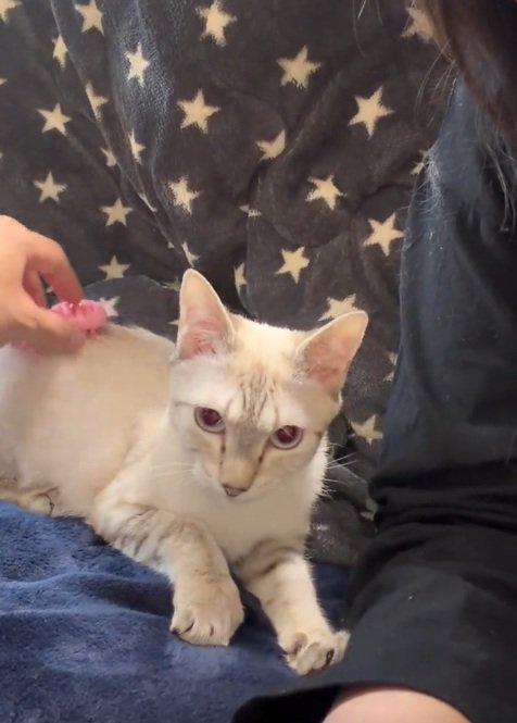 なでられている猫