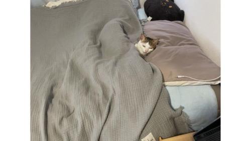 ベッドで寝ている猫