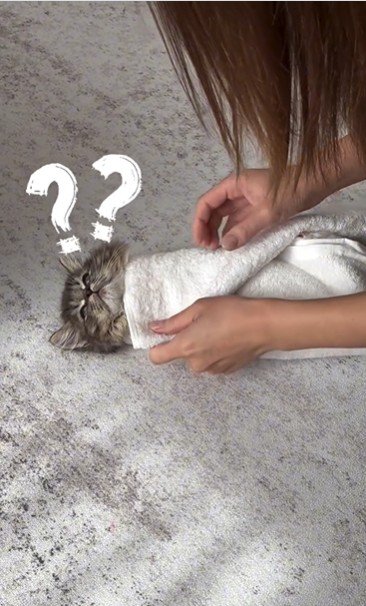 タオルで巻かれている子猫と巻いている人