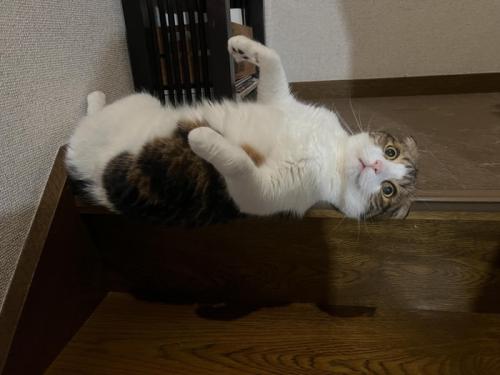 段から落ち始めた猫