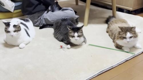 等間隔に並んで座り込む3匹の猫