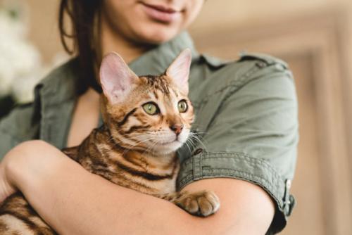 女性に抱っこされている猫