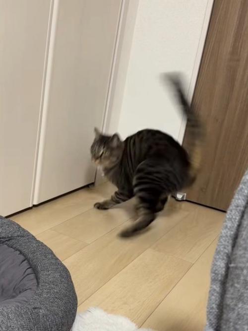 急に振り向く猫