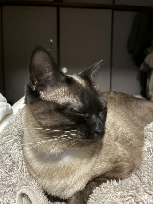 そっぽを向く猫