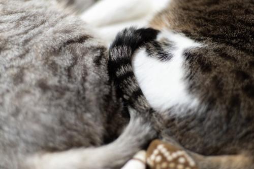 可愛い二匹の猫のしっぽ
